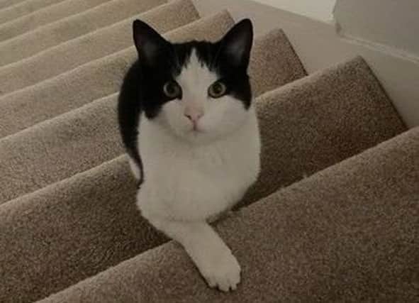 Barry the cat at his Fratton home before he went missing in May 2016