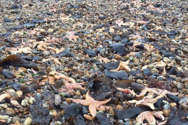 The starfish on Southsea Beach. Picture: Donna Jones PPP-161121-105954001