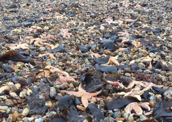 The starfish on Southsea Beach. Picture: Donna Jones PPP-161121-105954001