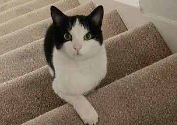 Barry the three-legged cat, who has been spotted at Lakeside