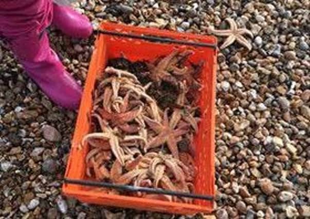 Starfish being collected on Southsea beach (Picture by Holly Martin) PPP-161122-112405001