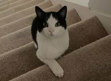 Barry the cat went missing from his home in Fratton in May 2016
