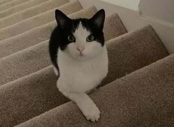 Barry the cat went missing from his home in Fratton in May 2016