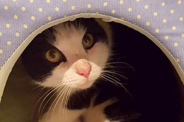 Barry the Cat back at home