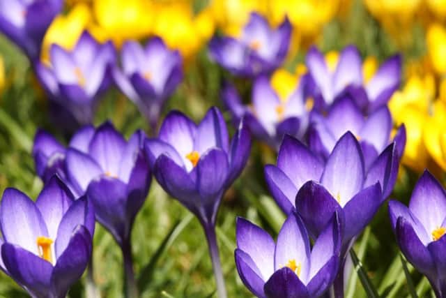Something to crow about - drifts of purple crocus against gold.