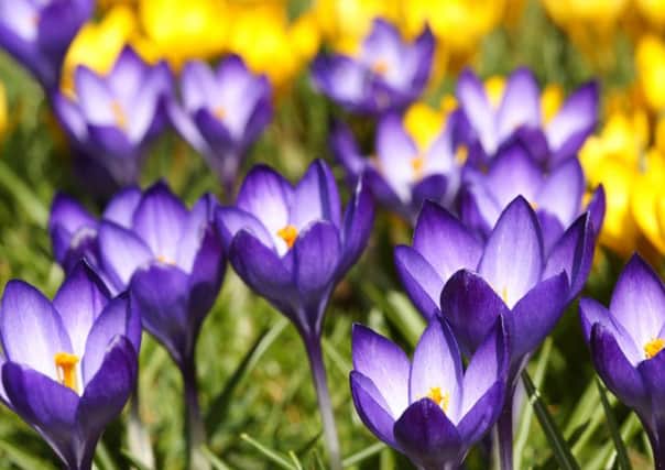 Something to crow about - drifts of purple crocus against gold.