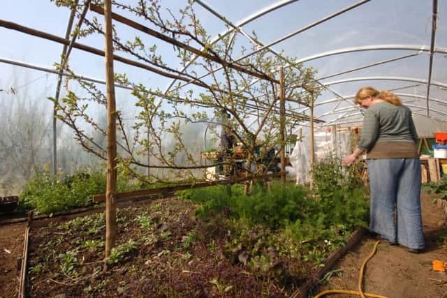 Make sure you can grow 6ft tomatoes in your polytunnel