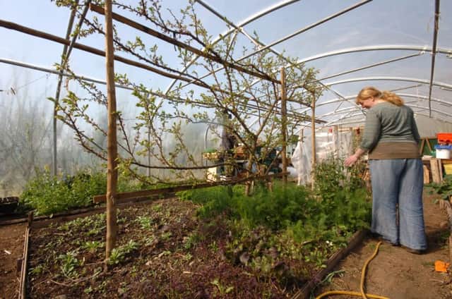 Make sure you can grow 6ft tomatoes in your polytunnel