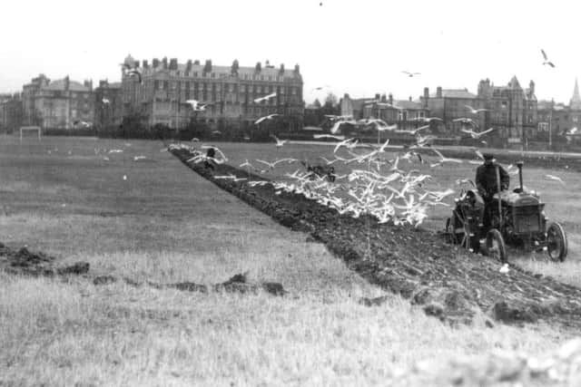 FURROWS A flock of seagulls follows the plough as Southsea Common is turned over to growing food in the Second World War Picture: The Barry Cox Collection