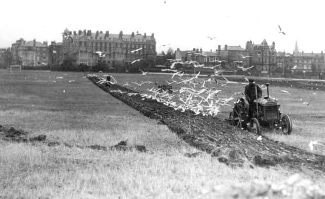 FURROWS A flock of seagulls follows the plough as Southsea Common is turned over to growing food in the Second World War 			   Picture: The Barry Cox Collection