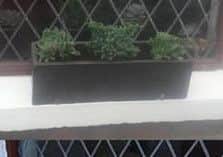 The 'stolen' window box