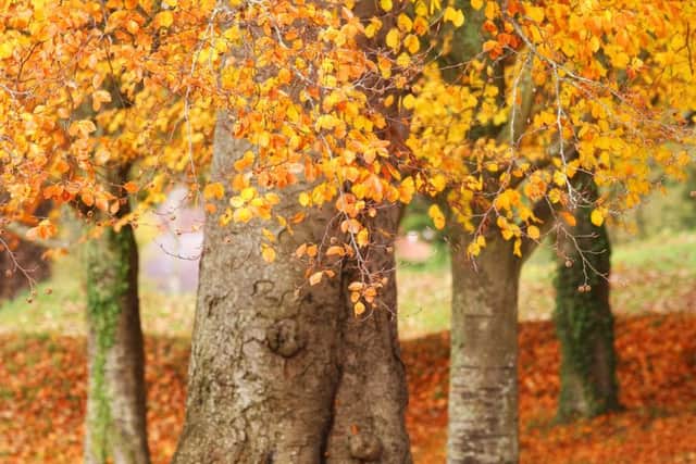 Autumn is over already