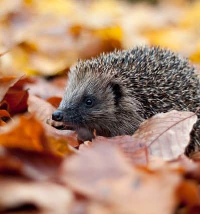 The hedgehog is under threat