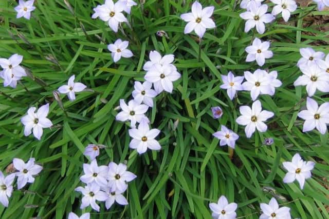 If hyacinths are beyond the budget, why not go for tritelias?