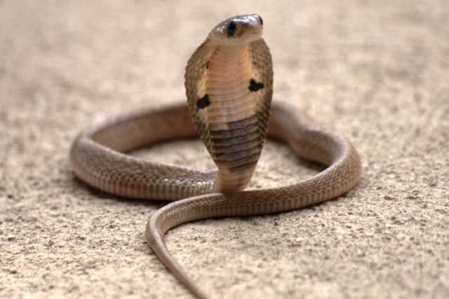 An Indian cobra
