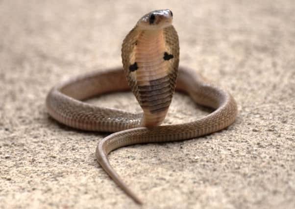 An Indian cobra