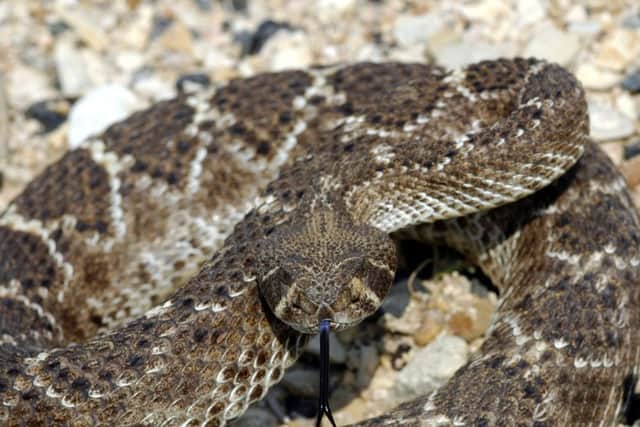 Can you name this animal?