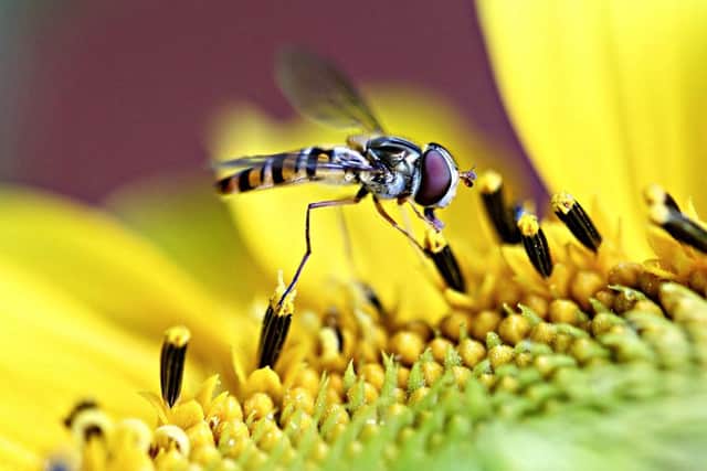 A hoverfly