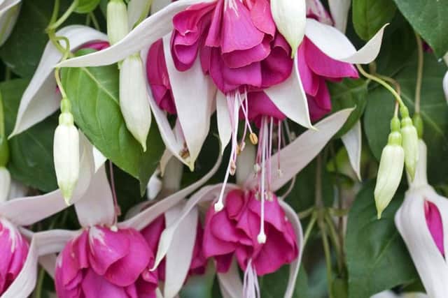 If your fuchsias are against a wall they might survive the winter.