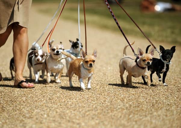 Dog walkers are facing new restrictions in Gosport if a public spaces protection order is introduced