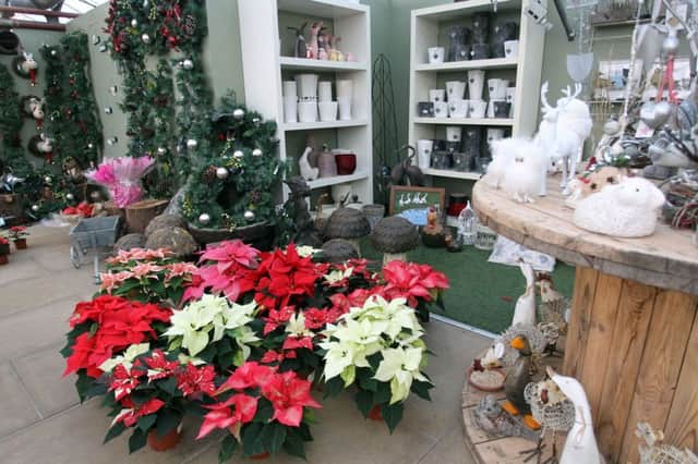 Christmas favourites - poinsettias.