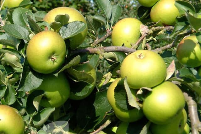 Bramley apples
