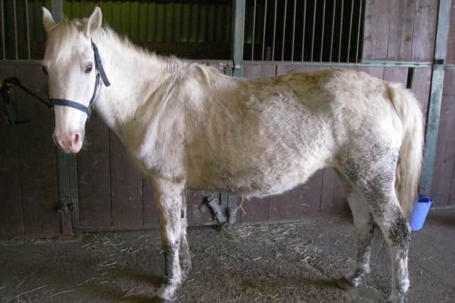 Molly, one of the horses which the petition calls for to be removed