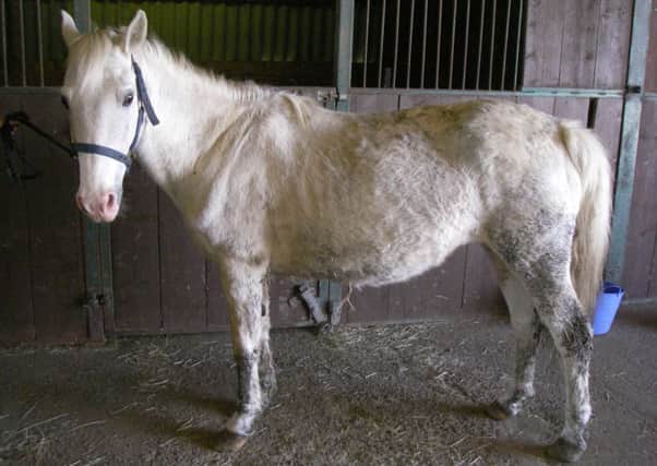 Molly, one of the horses which the petition calls for to be removed