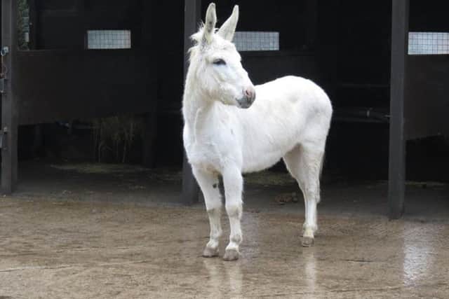 Friday the donkey has arrived at Lavant House Stables in time for Christmas