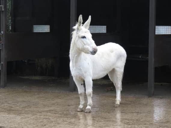 Friday the donkey has arrived at Lavant House Stables in time for Christmas