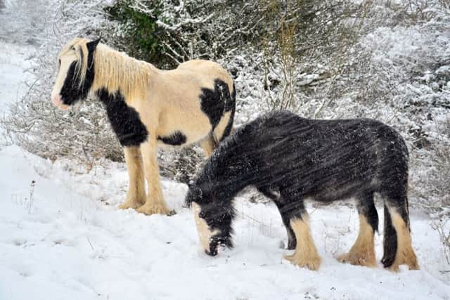 HARDY Ponies on Portsdown Hill above Portchester
