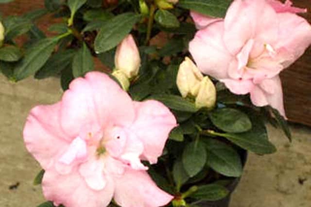 Madame Petrick - the cause of a love affair with azaleas