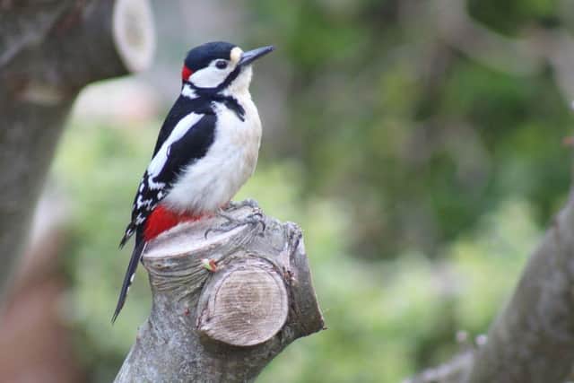 Great spotted woodpecker PICTURE Charlotte Groswell