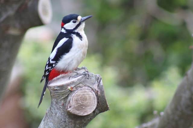 Great spotted woodpecker PICTURE Charlotte Groswell