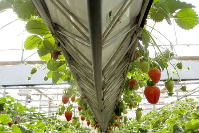 Strawberries - the largest fruits come from the newest plants.