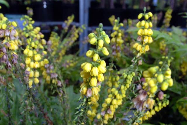 Mahonia Charity