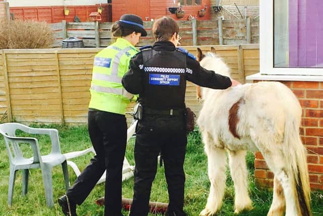 This horse was seen in a Cosham garden. Picture via Twitter: @Pompeypolice
