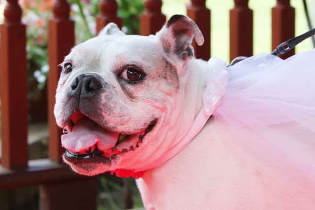 An English bulldog, the breed which Michal Bednarczyk sold illegally