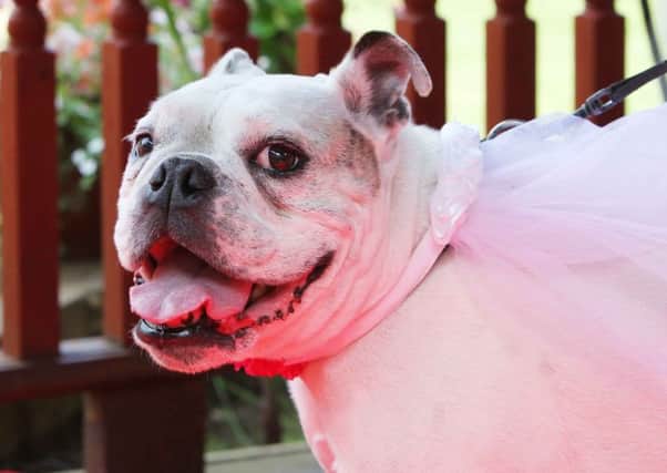 An English bulldog, the breed which Michal Bednarczyk sold illegally