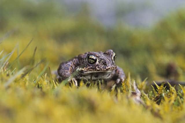 The natterjack toad is under threat       PICTURE RSPB