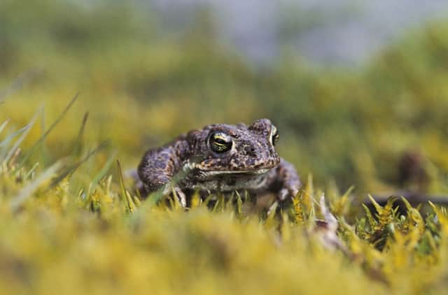 The natterjack toad is under threat       PICTURE RSPB