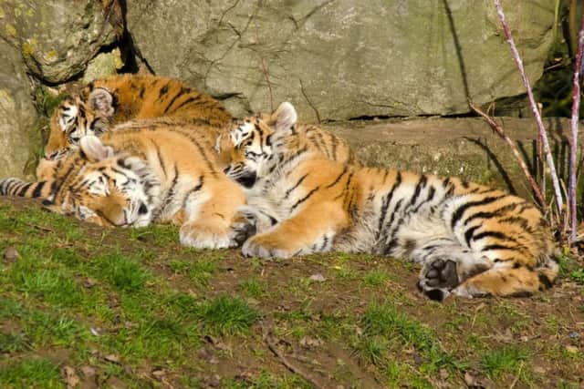 ANDREW GREGORY: Amur tiger cubs, Marwell