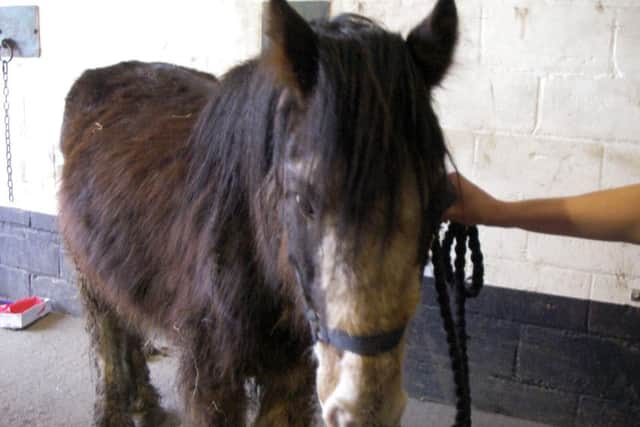 Fred in the stable in Newgate Lane