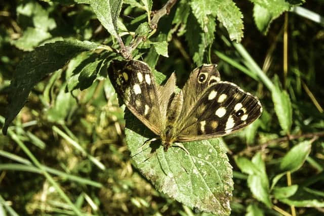 TONY WESTERN Speckled wood butterfly, Havant