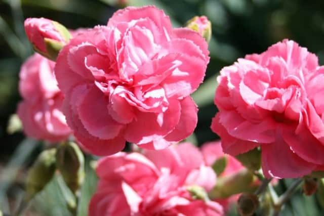 Carnations can be grown as annuals in a sunny border
