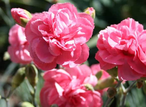 Carnations can be grown as annuals in a sunny border