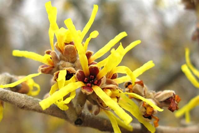 Chinese witchhazel - hamamellis mollis