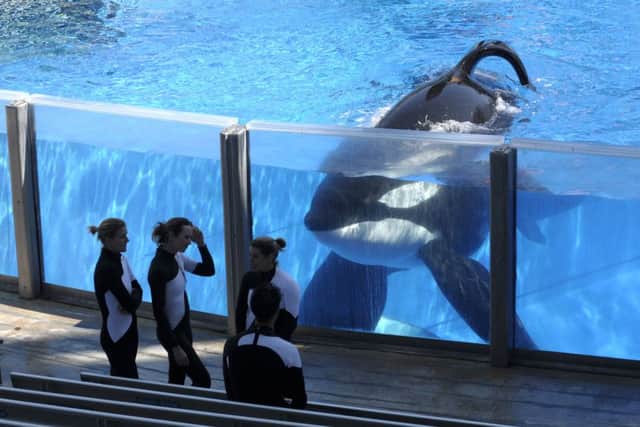 Orca whale Tilikum (AP Photo/Phelan M. Ebenhack, File)