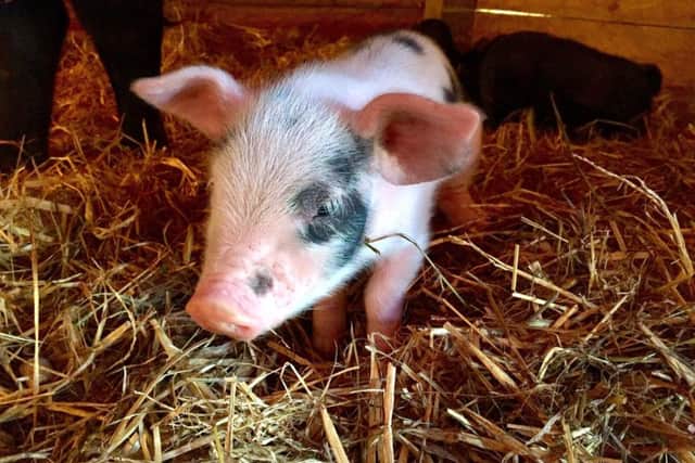 One of the 17 piglets born at Butser Ancient Farm