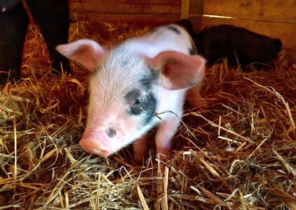 One of the 17 piglets born at Butser Ancient Farm